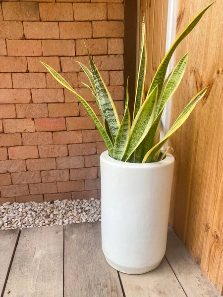 Sansevieria Trifasciata Präst Vit Kruka För Dekorera Hus — Stockfoto