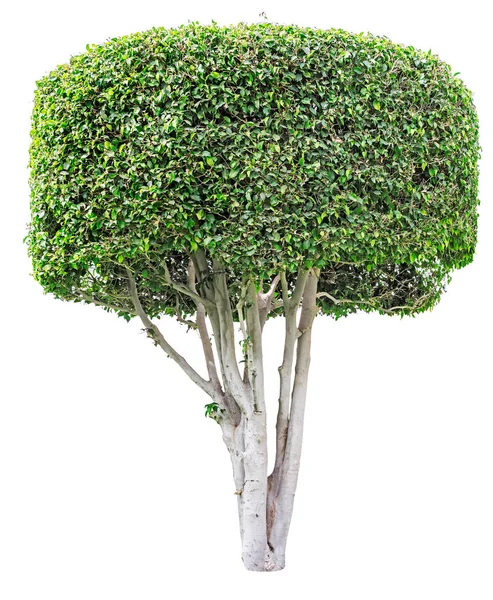 Ficus tree isolated on white — Stock Photo, Image
