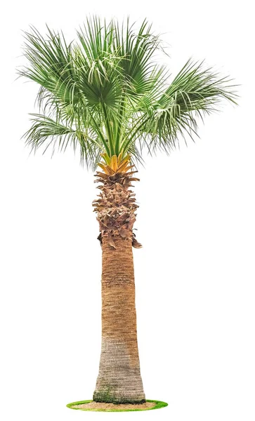 在白色查出的大棕榈树 图库图片