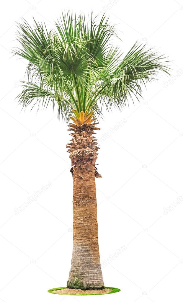 Big palm tree isolated on white
