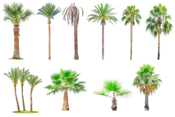 Colección de palmeras aisladas —  Fotos de Stock
