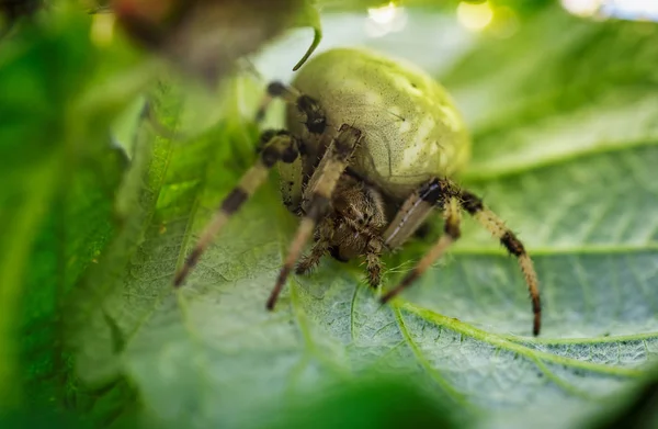 Makroaufnahme einer großen Spinne auf Blatt — Stockfoto