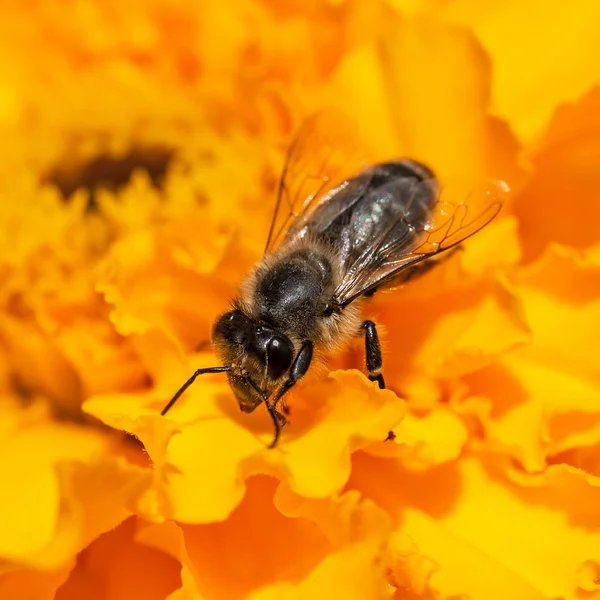 Медовая пчела на желтом цветке — стоковое фото