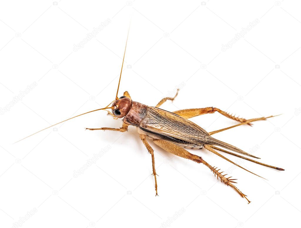Brown grasshopper isolated on white