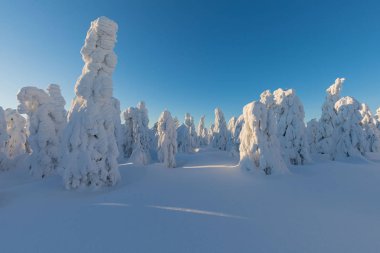 kışın karda köknar ağaçlarının manzara görünümü