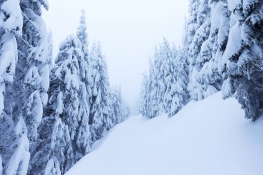 kışın karda köknar ağaçlarının manzara görünümü