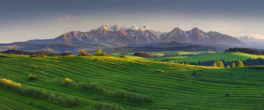 yaz aylarında tarla ve ağaçların doğal görünümü