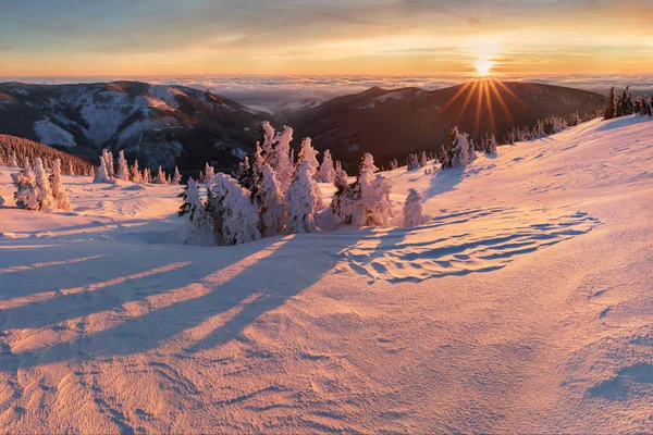 Vue Panoramique Sur Les Sapins Dans Neige Coucher Soleil — Photo