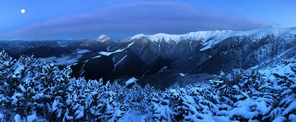 Vista Panorámica Las Montañas Rocosas Bosque Nieve Invierno —  Fotos de Stock