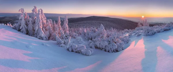 Gün Batımında Karda Köknar Ağaçlarının Manzara Görünümü — Stok fotoğraf