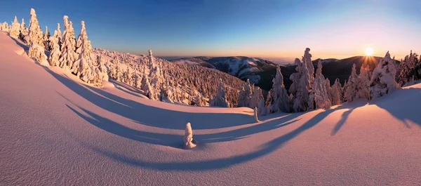 Malerischer Blick Auf Tannen Schnee Bei Sonnenuntergang — Stockfoto