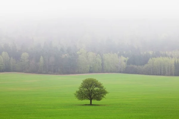 Sisli Alanlar Ağaçların Doğal Görünümü Seçici Odak — Stok fotoğraf