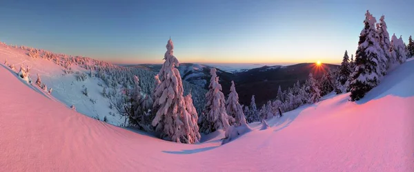 夕暮しの雪の中のモミの木の風光明媚な眺め — ストック写真