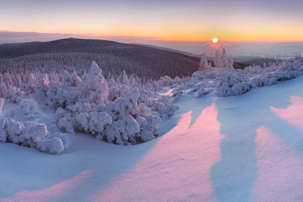 夕暮しの雪の中のモミの木の風光明媚な眺め — ストック写真