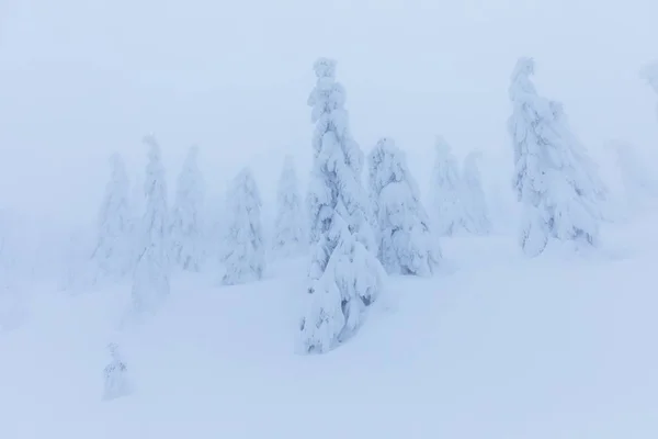 Vista Panorámica Abetos Nieve Invierno — Foto de Stock