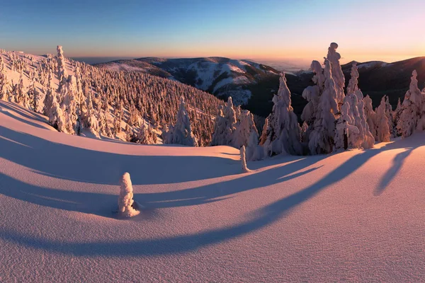 Malerischer Blick Auf Tannen Schnee Bei Sonnenuntergang — Stockfoto