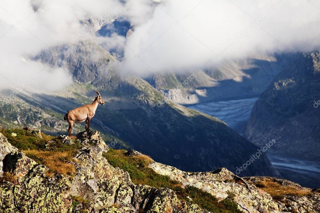 Scenic view of mountain goat on rocky mountain