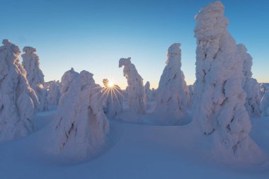 kışın karda köknar ağaçlarının manzara görünümü