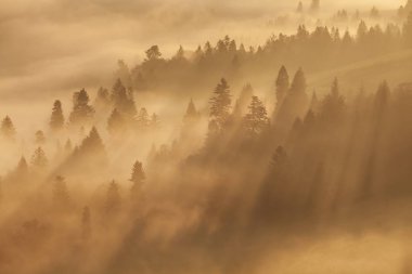 Siste ormanın manzara manzarası, seçici odak