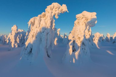 kışın karda köknar ağaçlarının manzara görünümü