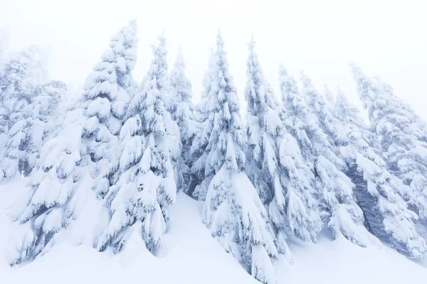 scenic view of fir trees in snow at winter