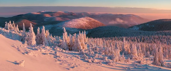 夕暮しの雪の中のモミの木の風光明媚な眺め — ストック写真