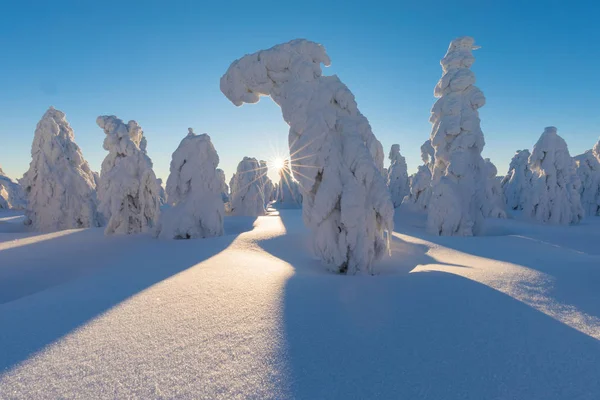 Scenic View Fir Trees Snow Winter — Stock Photo, Image