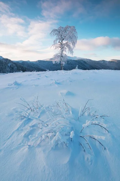 Vista Panorámica Los Árboles Nieve Invierno — Foto de Stock