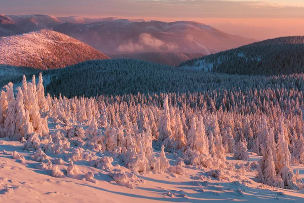 Vue Panoramique Sur Les Sapins Dans Neige Coucher Soleil — Photo