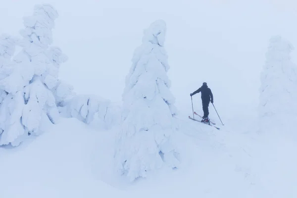 Malowniczy Widok Narciarz Pobliżu Drzew Jodłowych Śniegu Zimą — Zdjęcie stockowe