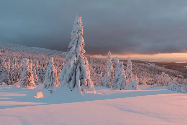 Vue Panoramique Sur Les Sapins Dans Neige Coucher Soleil — Photo