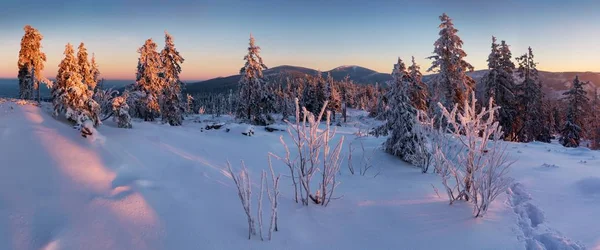 冬の雪の中のモミの木の風光明媚な眺め — ストック写真