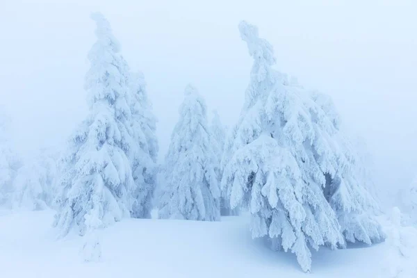 Vista Panorámica Abetos Nieve Invierno — Foto de Stock