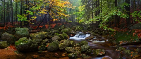 Scenic View Forest Stones Summer — Stock Photo, Image