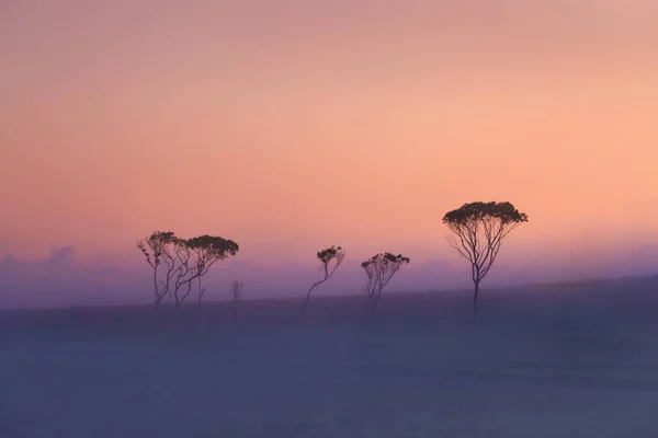 Scenic View Foggy Fields Trees Selective Focus — Stock Photo, Image