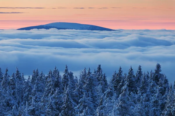 冬の雪の中のモミの木の風光明媚な眺め — ストック写真