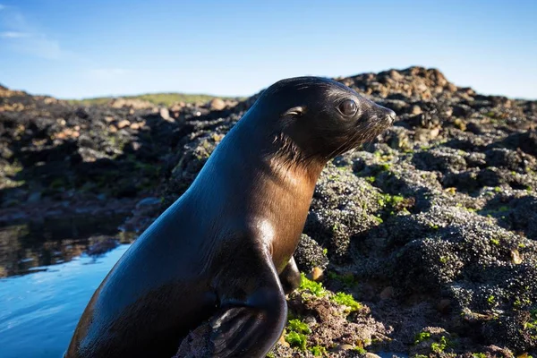 Foca Rochas Foca Primeiro Plano — Fotografia de Stock