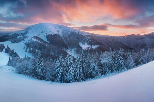 雪の中の森と山々の風光明媚な眺め — ストック写真