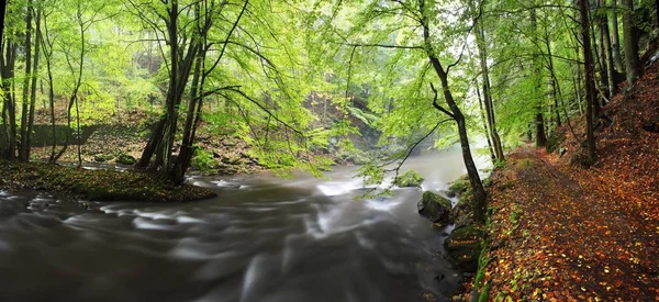 Schilderachtig Uitzicht Het Bos Rivier Zomer — Stockfoto