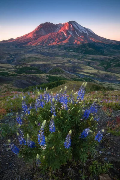 Schilderachtig Uitzicht Blauwe Bloemen Bergen Achtergrond — Stockfoto