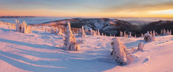 Vista Panorâmica Abetos Neve Inverno — Fotografia de Stock