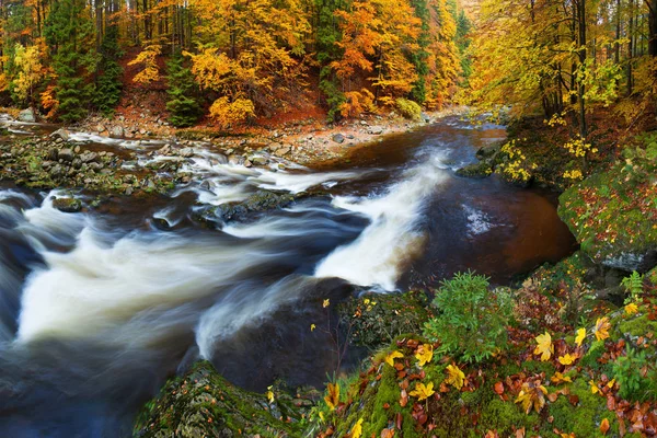 Scenic View Forest Stones Autumn — Stock Photo, Image