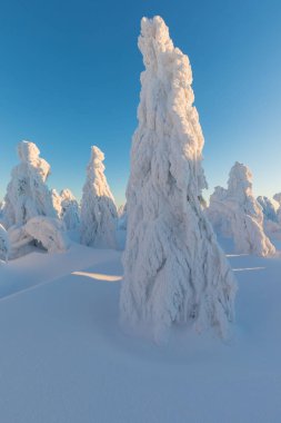 kışın karda köknar ağaçlarının manzara görünümü