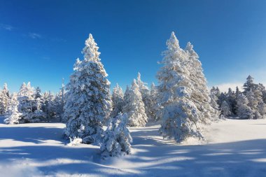 kışın karda köknar ağaçlarının manzara görünümü