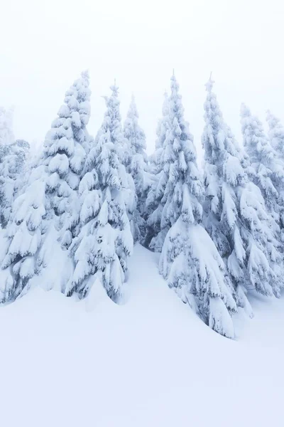 scenic view of fir trees in snow at winter