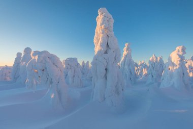 kışın karda köknar ağaçlarının manzara görünümü