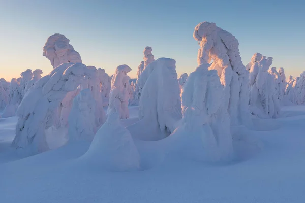 Живописный Вид Елки Снегу Зимой — стоковое фото