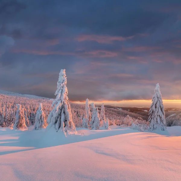 Vista Panorámica Abetos Nieve Atardecer — Foto de Stock