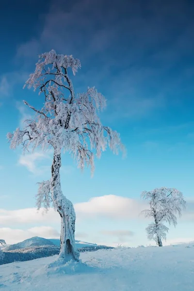 Vista Panorámica Los Árboles Nieve Invierno — Foto de Stock