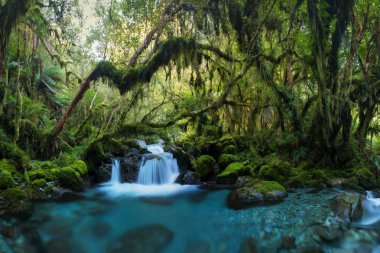 Akarsu, seçici odak ile sisli orman Manzara görünümü
